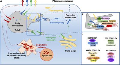 F-Actin Dynamics in the Regulation of Endosomal Recycling and Immune Synapse Assembly